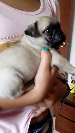 Hermosos Pug