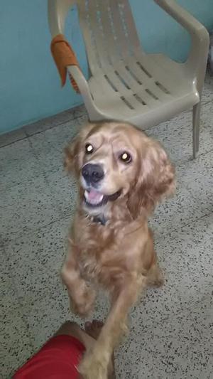 Lindo Perro Cooker en Busca en Perrita