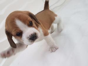 Lindos Cachorros Beagles