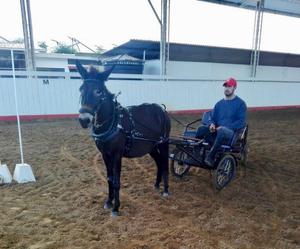 MULA Pony bien entrenada para Coche