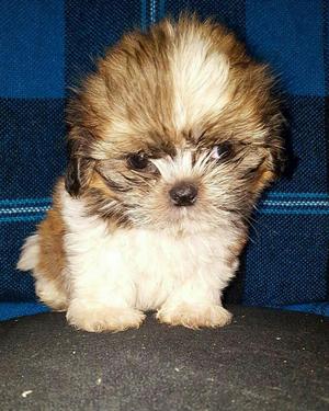 Mini Shihtzu Tricolor Vendo