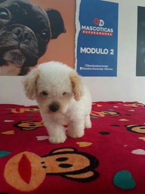 Poodles Mini Toy Disponibles