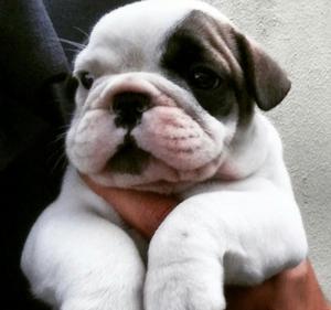 Preciosos Bulldog Inglés