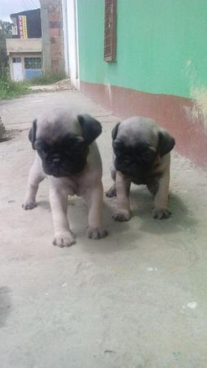 SE VENDEN CACHORROS RAZA PUG