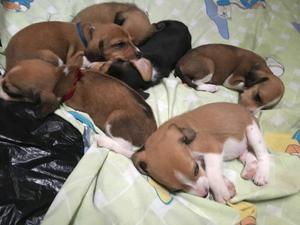 Se Venden Cachorros Beagle