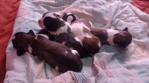 Se Venden Hermos Cachorros Shih Tzu