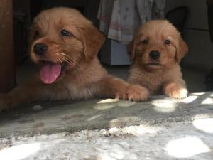 Seis Cachorros Golden en Venta