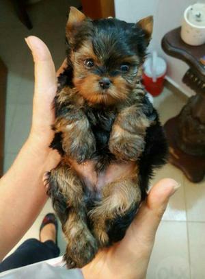 Tiernos Yorkshire Terrier Mini