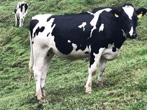 VENTA DE HERMOSAS NOVILLAS HOLSTEIN