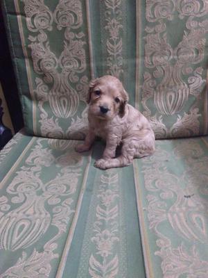 Vendo Lindos Cocker Spaniel