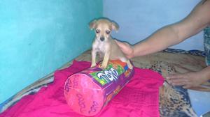 Vendo Perrita Pincher