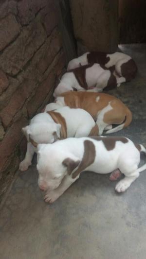 Vendo Perros Pitbull