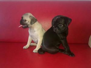 Vendo Pug