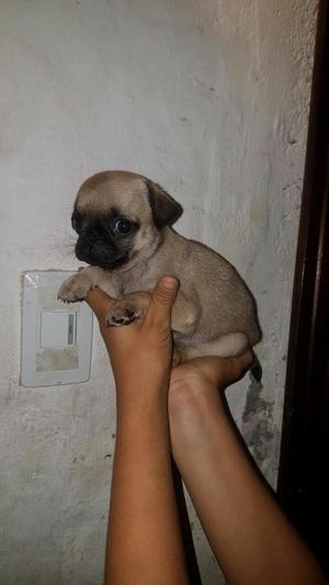 Vendo Pug Macho