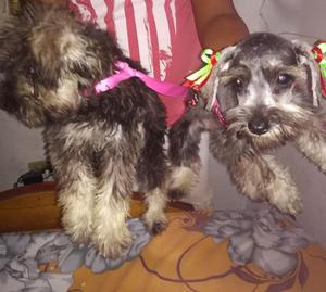 Venta Cachorro Schnauzer