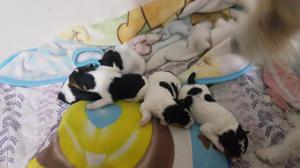 Venta cachorros Fox Terrier