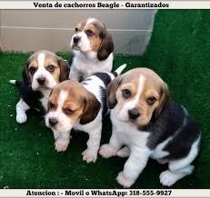 beagle cachorros tricolor