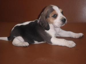 beagle tricolor