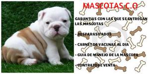 bulldog ingles perritos en venta