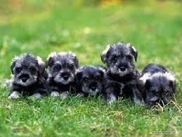 cachorros de mini schnauzer
