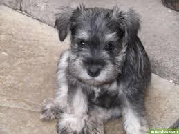 cachorros de schnauzer