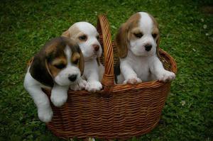 cachorros disponibles beagle garantizados