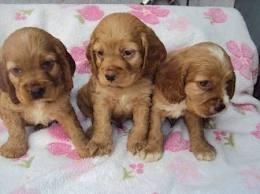 cocker spaniel