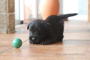 hermoso cachorro