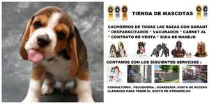 hermosos cachorritos beagle, envios nacionales