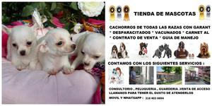 lindos chihuahuas en venta! garantizado!