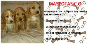 lindos cocker en venta