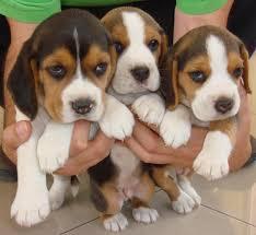 perritos beagle tricolor