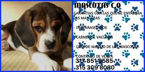 tienda de mascotas te ofrece lindos cachorros BEAGLE