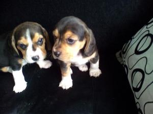 vendo hermosas cachorritas beagle tricolor 100 puras ya