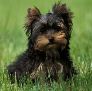 yorkie hermosos cachorros