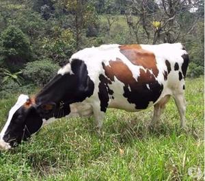 Venta de ganado de leche
