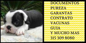 Amigable Family Boston terrier