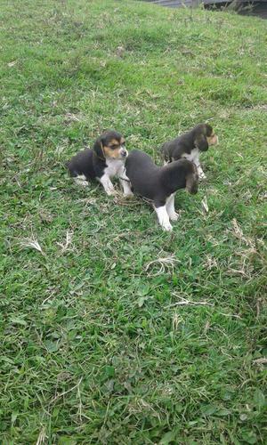 Bellos Beagles Mini Tricolor