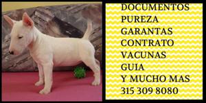 Bull terrier American White