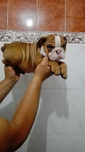 Bulldog Ingles Disponibles