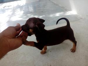 Cachorro Mini Pincher Color Chocolate