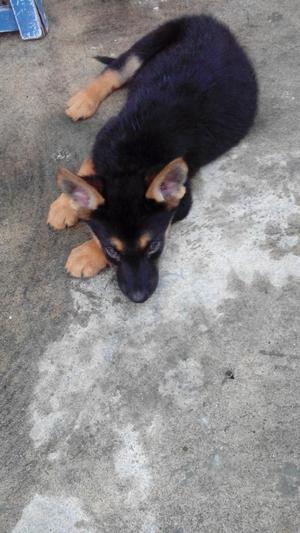 Cachorro Pastor Aleman