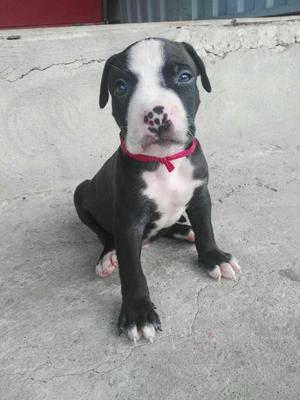 Cachorro Pitbull