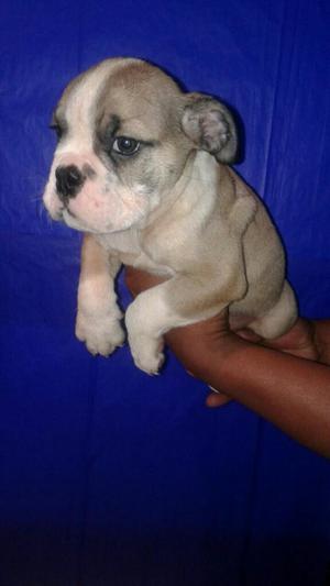 Cachorros Bulldog Ingles