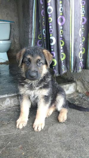 Cachorros Pastor Alemán Garantizados