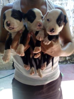 Cachorros Pitbull