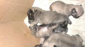 Cachorros Pug