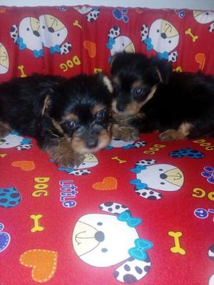 Cachorros Yorky