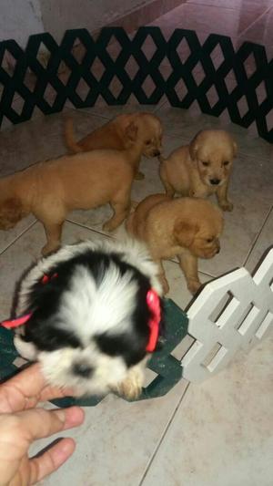 Cachorros en Venta