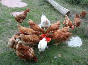 Gallinas Rojas Ponedoras Red Line